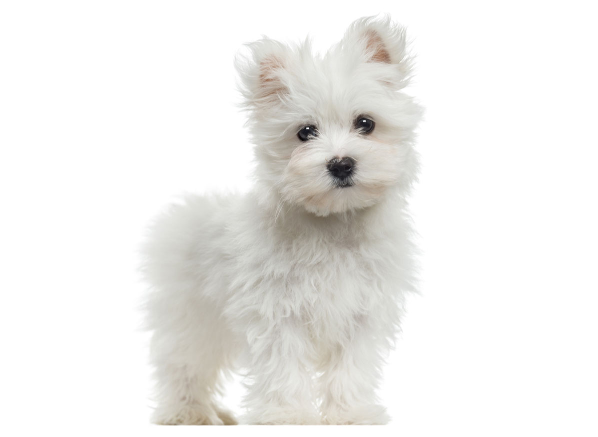 Maltese puppies for sale by Uptown Puppies