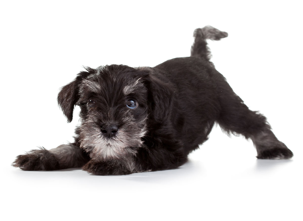 Miniature Schnauzer puppies for sale by Uptown Puppies
