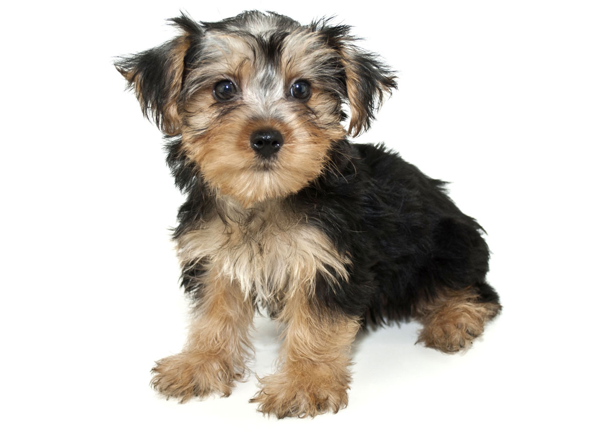 Morkie puppies for sale by Uptown Puppies