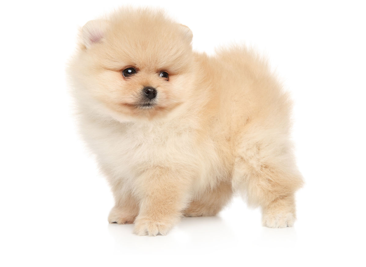 Pomeranian puppies for sale by California Puppies