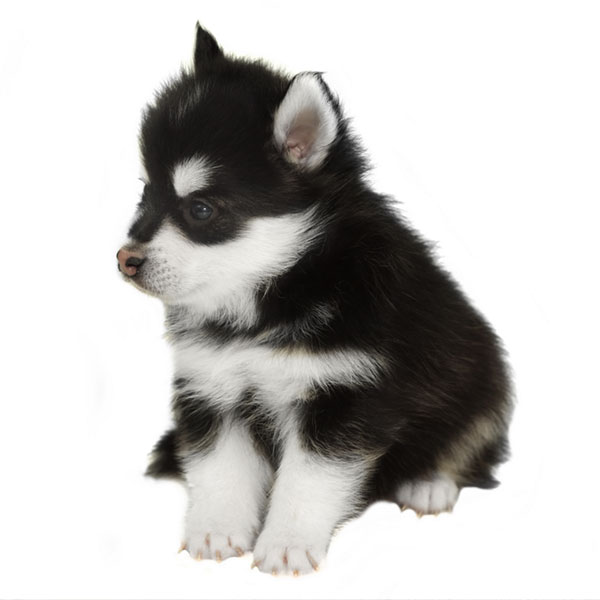 Pomsky puppies for sale
