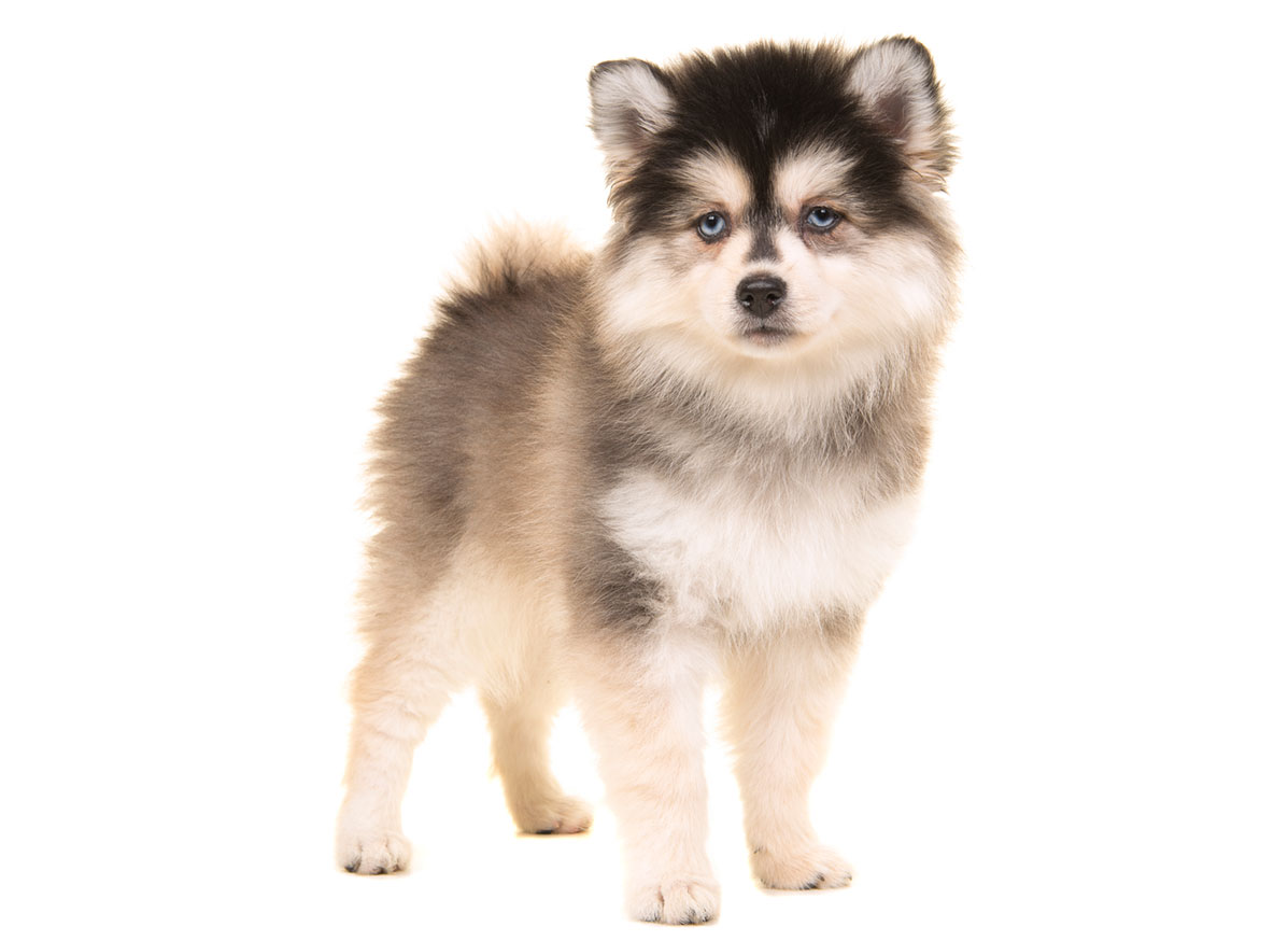 Pomsky Puppies for Sale by California Puppies