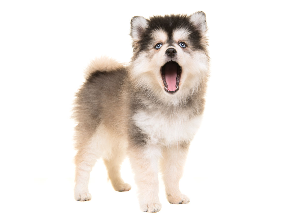 Pomsky puppies for sale by Uptown Puppies