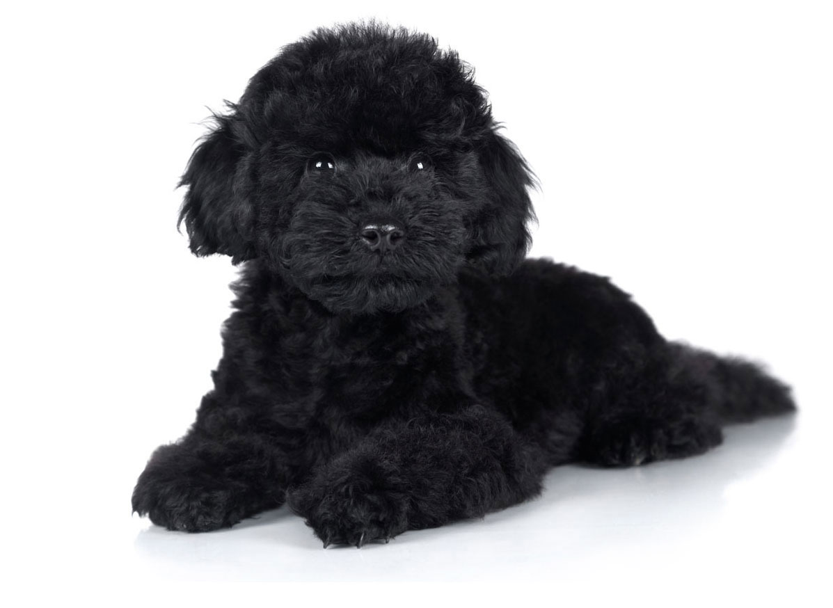 Poodle Puppies for Sale by California Puppies