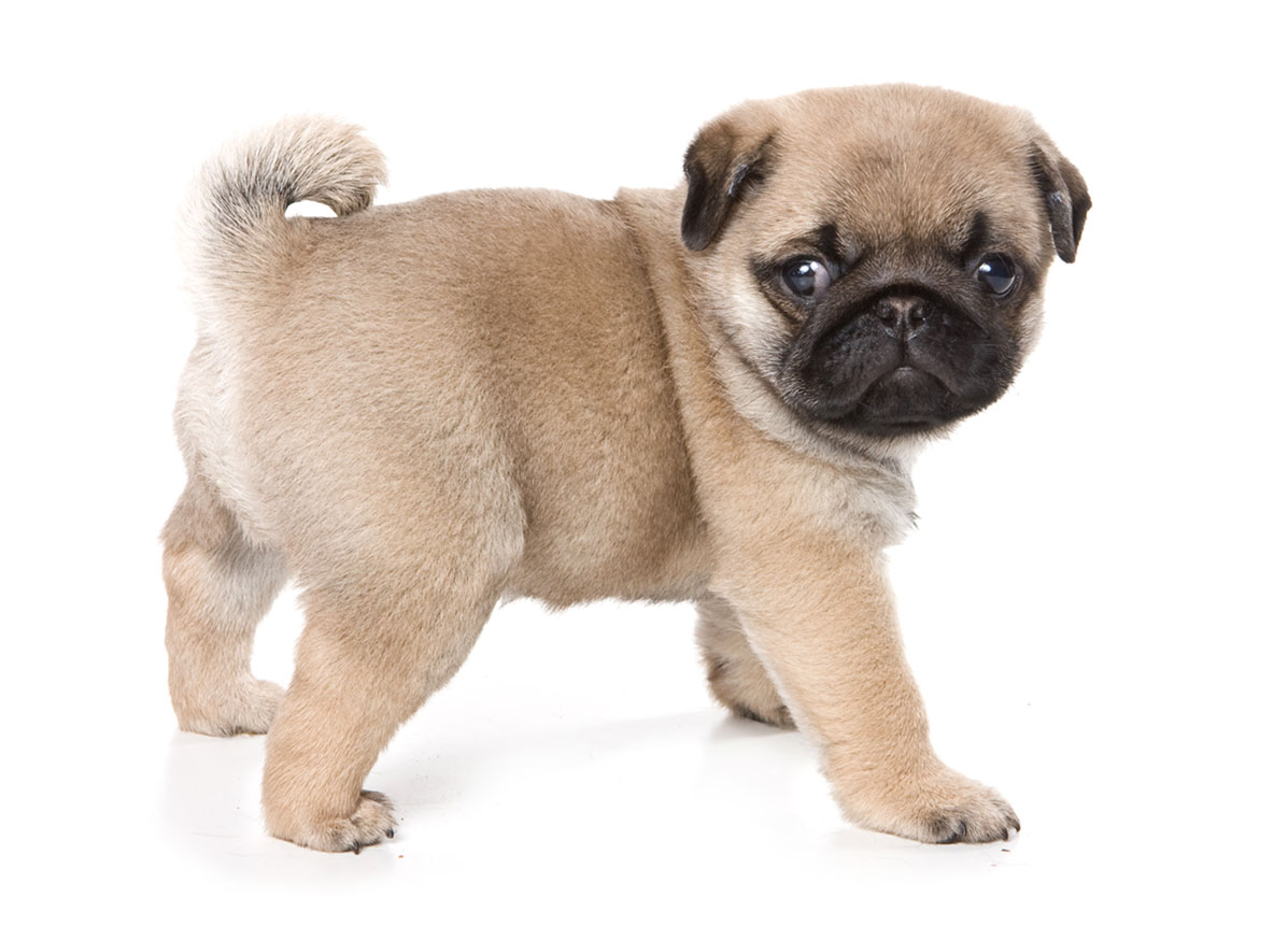 Pug Puppies for Sale by California Puppies
