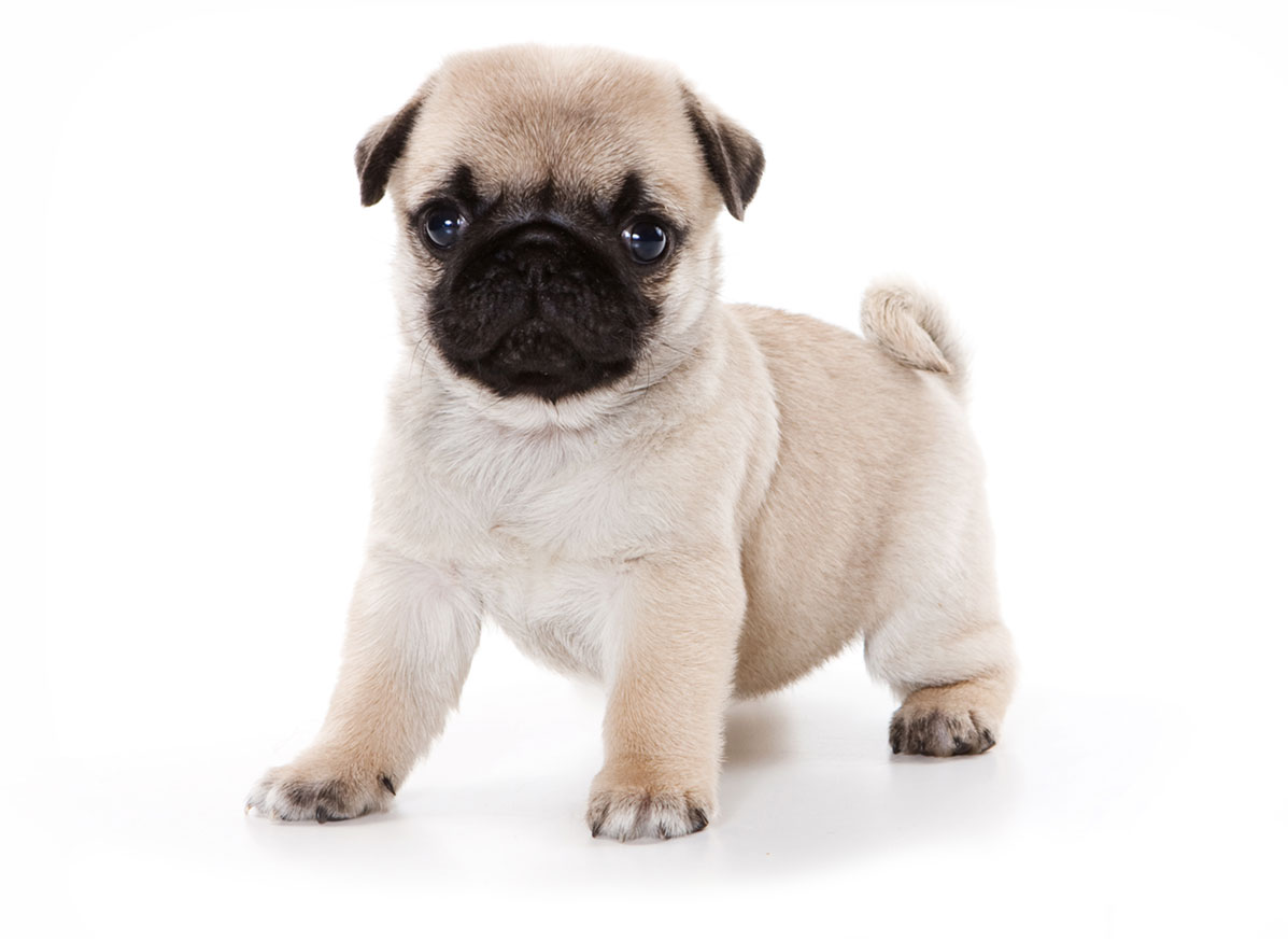 Pug puppies for sale by Uptown Puppies