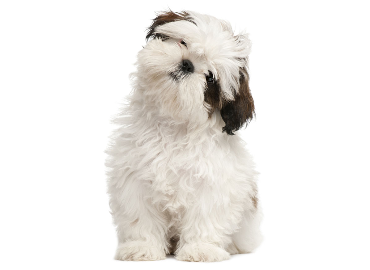 Shih Tzu Puppies for Sale by California Puppies