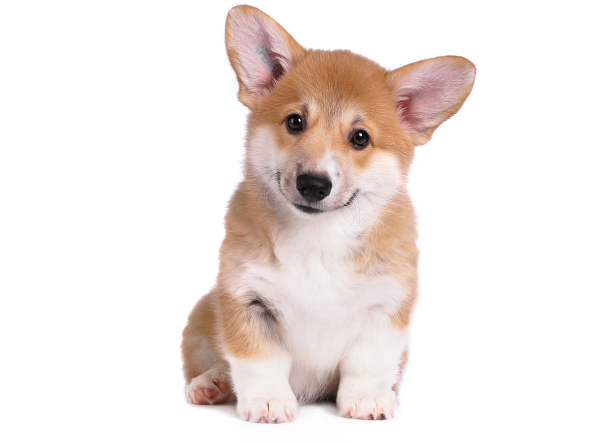 Welsh Corgi Puppies for Sale by California Puppies