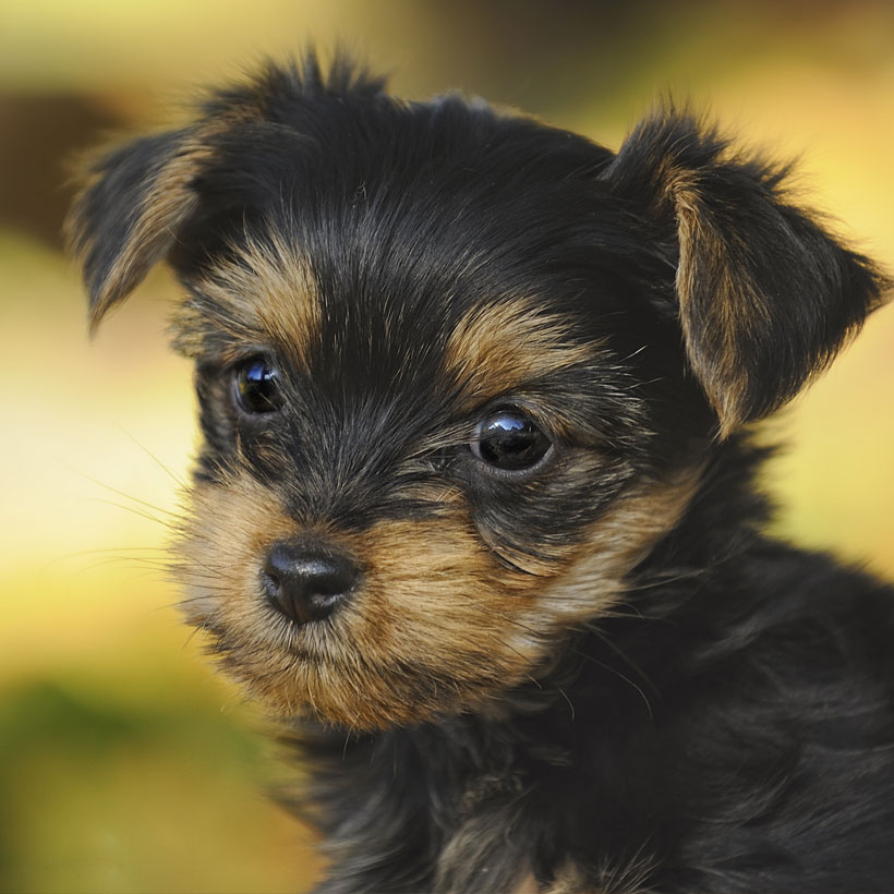 California Puppies Yorkshire Terrier Breeder