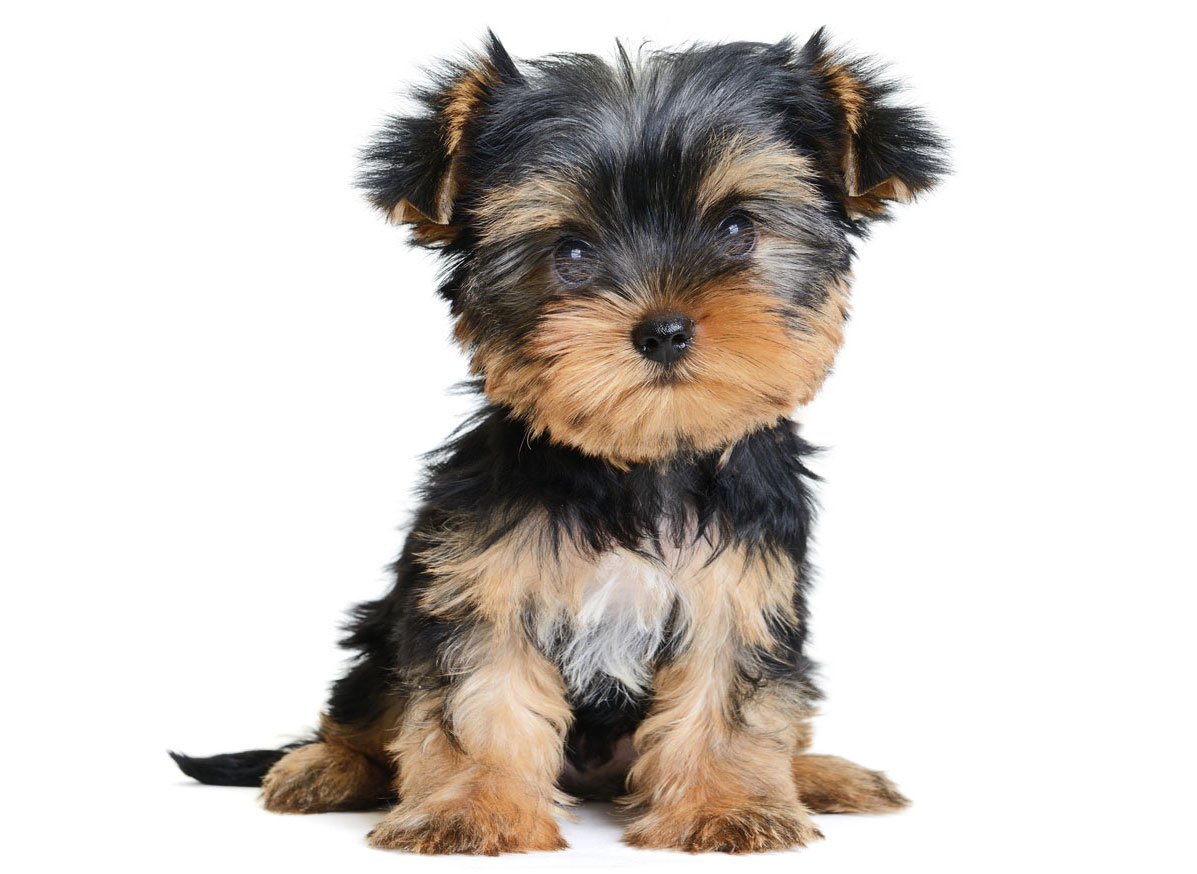 Yorkshire Terrier Puppies for Sale by California Puppies