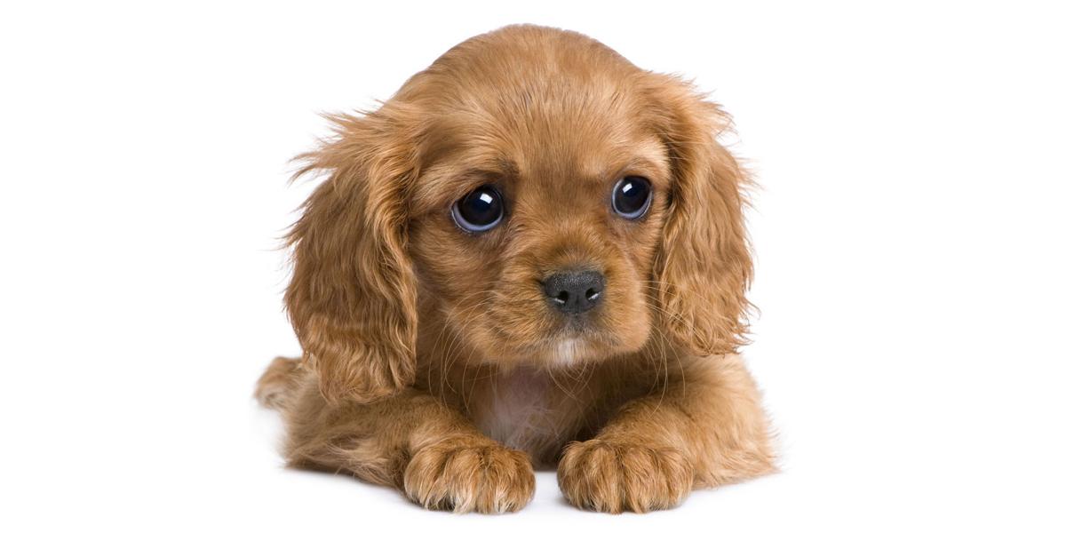 Cavalier King Charles Spaniel Network: Expanded!