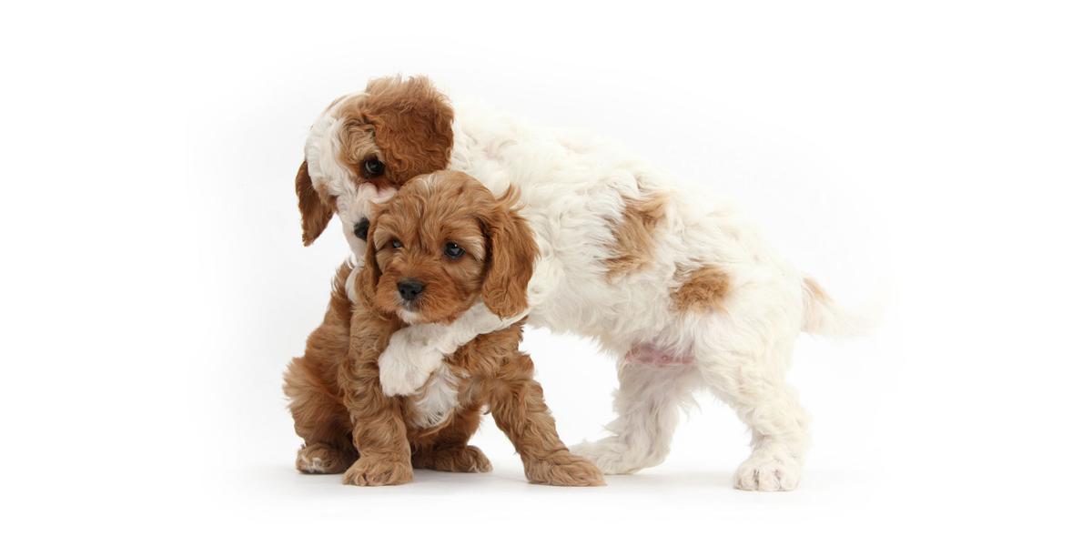 Expanded Cavapoo Network