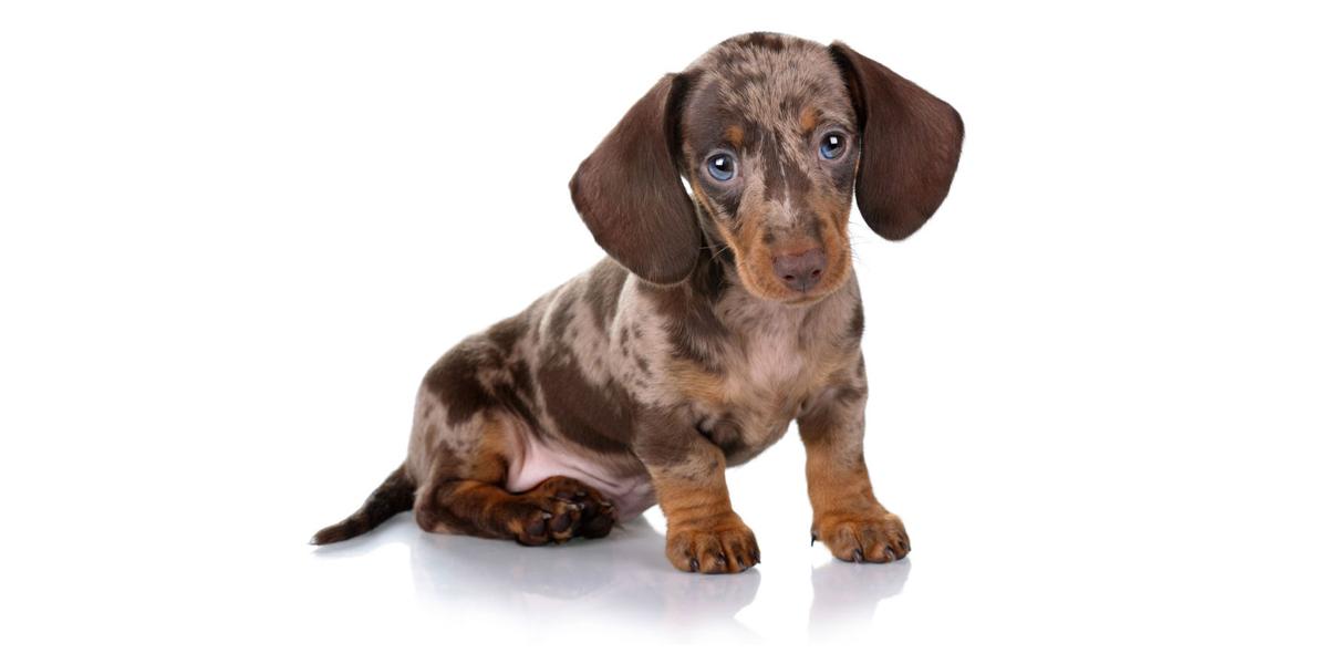 Cream Long Haired Dachshund for Sale In California