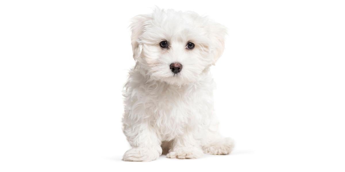 California Maltese Puppy Network: Expanded