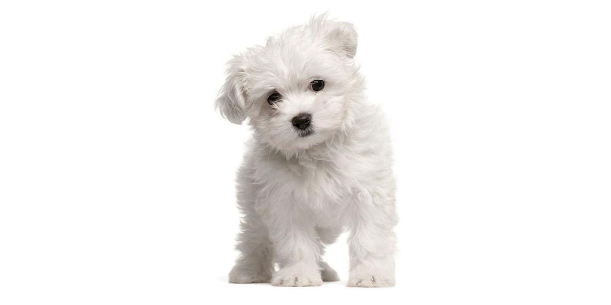 Maltipoo Puppy Network: Expanded