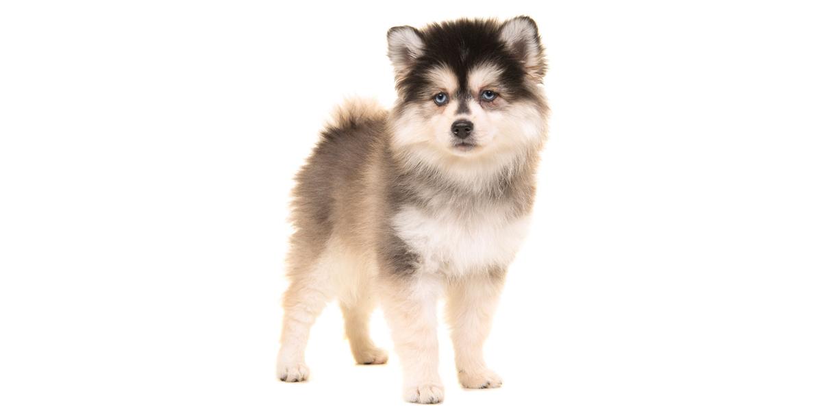 California Pomsky Delivery Network: Expanded!