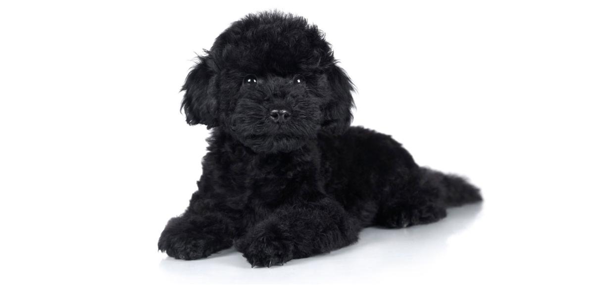 California Poodle Puppy Network: Expanded